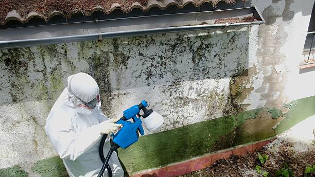 Top rated local Mold Testing specialists in Charlotte Hall, MD